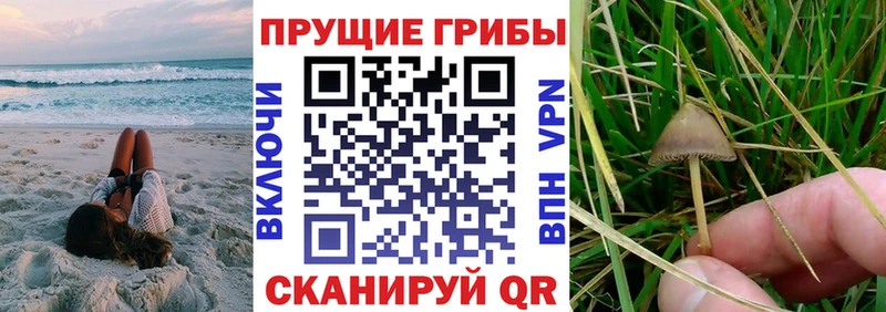 Псилоцибиновые грибы Psilocybine cubensis  как найти   Чекалин 